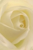 This striking close-up transports you into the serene heart of a cream-white rose, where each cascading petal feels like a gentle enclosure inviting contemplation. The spiral unfurl of each delicate layer evokes softness-almost as if touched by the morning dew that settles over Earlsfield Common. Muted sunlight plays along ivory folds, producing quiet shadows and subtle drama, reminiscent of peaceful moments on a walk through the neighborhood's historic streets. The bouquet's mood is one of genuine peace and reverence, ideal for sympathy, admiration, or to inspire hope at a new beginning. From the florist's expert hand, this bloom becomes the purest symbol of thoughtful artistry; its faint, sweet fragrance echoes the understated beauty of Earlsfield itself. In every detail is a reflection of local care, making this rose more than a flower-it becomes a testament to tenderness and skilled creation, perfect for life's meaningful occasions in SW18.
